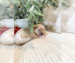 Small Photo #13 Cavapoo Puppy For Sale in MARQUAND, MO, USA