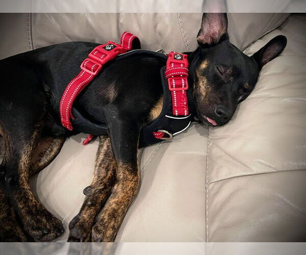 Medium Photo #4 Mutt Puppy For Sale in Miami, FL, USA