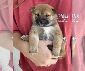 Shiba Inu Puppy for sale in SULLIVAN, IL, USA