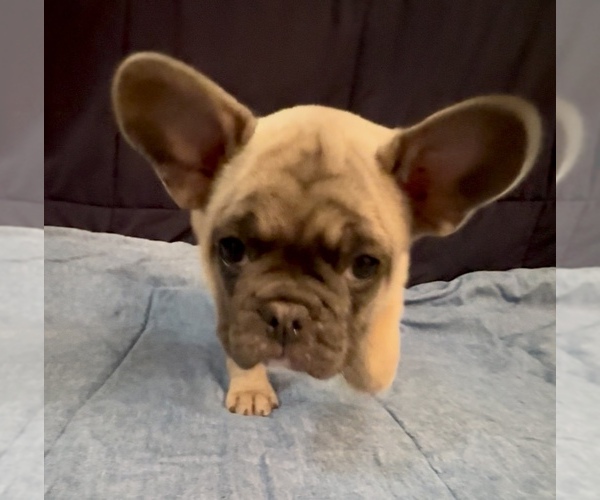 Medium Photo #2 French Bulldog Puppy For Sale in ORANGE, TX, USA