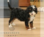 Small #4 Bernedoodle (Miniature)