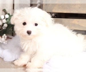 Maltese Puppy for sale in MOUNT VERNON, OH, USA