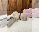 Small #7 Labrador Retriever