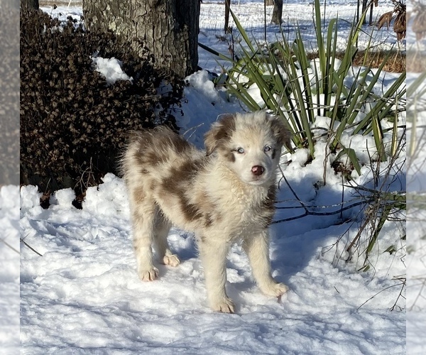 Medium Photo #2 Australian Shepherd Puppy For Sale in WEST PLAINS, MO, USA