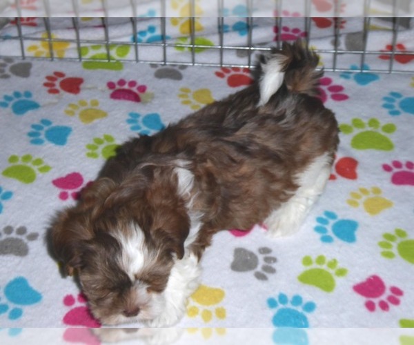 Medium Photo #14 Shorkie Tzu Puppy For Sale in ORO VALLEY, AZ, USA