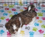 Small Photo #14 Shorkie Tzu Puppy For Sale in ORO VALLEY, AZ, USA