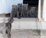 Puppy Puppy 4 Cane Corso