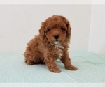 Small Photo #3 Poodle (Miniature) Puppy For Sale in CLARK, MO, USA