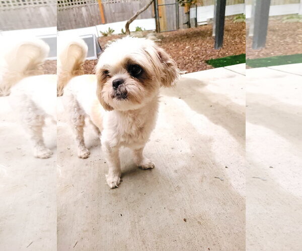 Medium Photo #4 Zuchon Puppy For Sale in Sequim, WA, USA