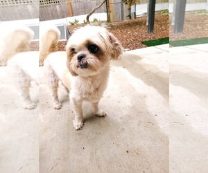 Bonded- Jasper and Chloe - Female Zuchon Dog for Adoption - Photo #4