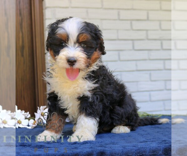 Medium Photo #2 Bernedoodle (Miniature) Puppy For Sale in NARVON, PA, USA