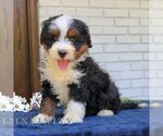 Small #1 Bernedoodle (Miniature)