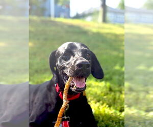 Labrador Retriever-Unknown Mix Dogs for adoption in Minneapolis, MN, USA