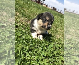 Pembroke Welsh Corgi Puppy for sale in ARTHUR, IL, USA