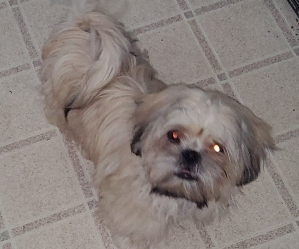 Medium Photo #8 Shih Tzu Puppy For Sale in SAINT CHARLES, MO, USA