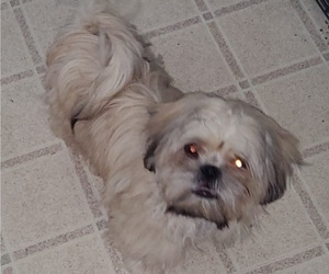 Medium Shih Tzu