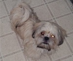 Puppy Killian Shih Tzu