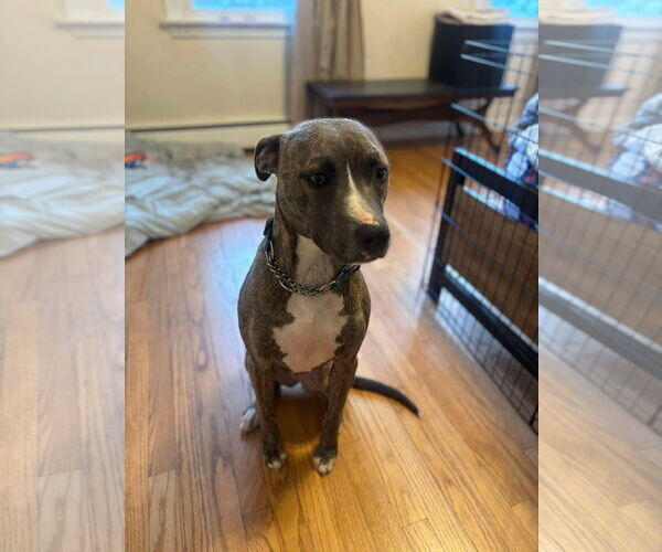 Medium Photo #3 American Pit Bull Terrier-Unknown Mix Puppy For Sale in Alexander, AR, USA