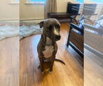 Small #2 American Pit Bull Terrier Mix