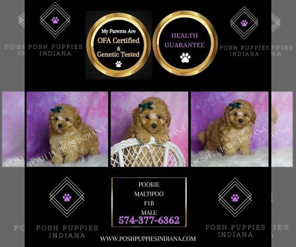Medium Photo #2 Maltipoo (Toy) Puppy For Sale in WARSAW, IN, USA