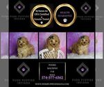 Small Photo #13 Maltipoo (Toy) Puppy For Sale in WARSAW, IN, USA