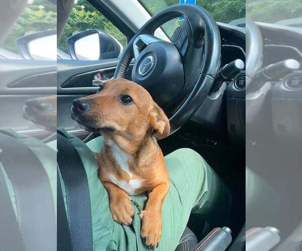 Medium Photo #7 Chiweenie Puppy For Sale in New York, NY, USA