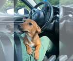 Small #6 Chiweenie