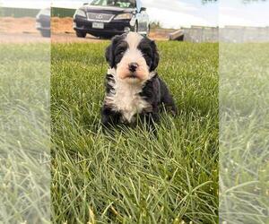 Miniature Bernedoodle Puppy for sale in LONGMONT, CO, USA