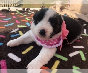 Border-Aussie Puppy for sale in ELMER, NJ, USA