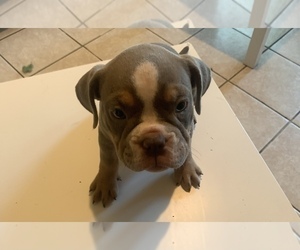 American Bully Puppy for sale in COLLEGE PARK, MD, USA