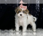 Small #8 Morkie