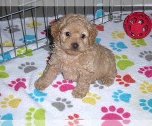 Cockapoo-Poodle (Miniature) Mix Puppy for sale in ORO VALLEY, AZ, USA