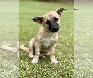 Mutt Dogs for adoption in PIPE CREEK, TX, USA