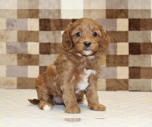 Cavapoo (Miniature) Puppy for sale in DENVER, PA, USA
