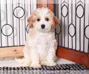 Cavapoo Puppy for sale in NAPLES, FL, USA