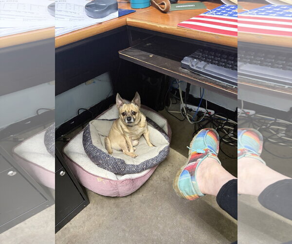 Medium Photo #1 Chihuahua Puppy For Sale in Bloomingdale, NJ, USA