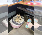 Brownie - Male Chihuahua Dog for Adoption - Small photo
