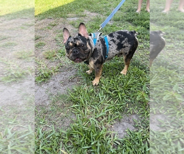 Medium Photo #1 French Bulldog Puppy For Sale in CLEWISTON, FL, USA
