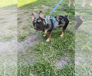 French Bulldog Puppy for Sale in CLEWISTON, Florida USA