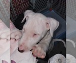 Small Photo #16 Bull Terrier Puppy For Sale in LONG BEACH, CA, USA