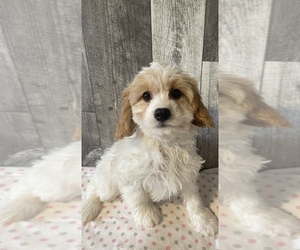Cavapoo Puppy for sale in CANOGA, NY, USA