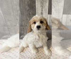 Medium Cavapoo