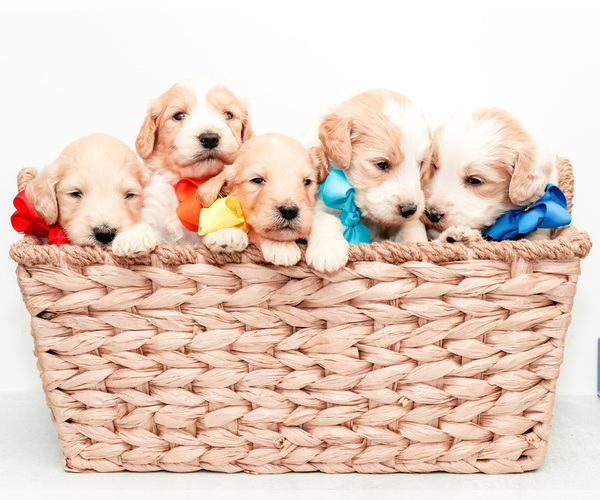 Medium Photo #4 Goldendoodle Puppy For Sale in LITTLE ROCK, AR, USA