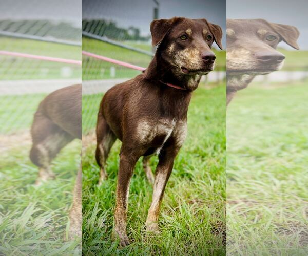 Medium Photo #2 Labrador Retriever-Unknown Mix Puppy For Sale in Pacolet, SC, USA