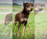 Small #1 Labrador Retriever Mix