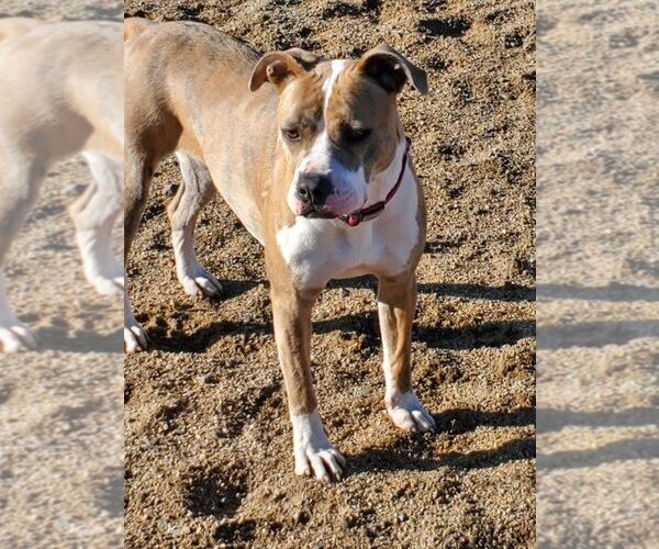 Medium Photo #8 American Pit Bull Terrier-Unknown Mix Puppy For Sale in Incline Village, NV, USA
