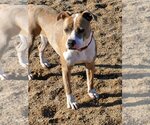 Small #7 American Pit Bull Terrier Mix