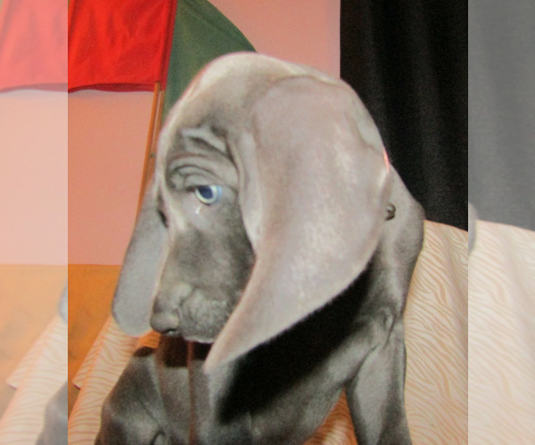 Medium Photo #3 Weimaraner Puppy For Sale in LAS ANIMAS, CO, USA