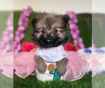 Delivery - Female Pomeranian Puppy for Sale - Photo #2
