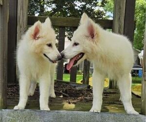 Alusky-Swiss Shepherd Mix Litter for sale in ATTICA, NY, USA
